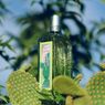 Aroma Verbena dan Kaktus dalam Wewangian Ternyata Menyegarkan