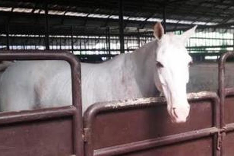Palomo, kuda putih yang paling disayangi Prabowo Subianto dari ratusan ekor yang dia miliki.