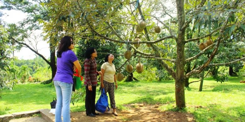 Durian montong yang terdapat di Kebun Durian Warso