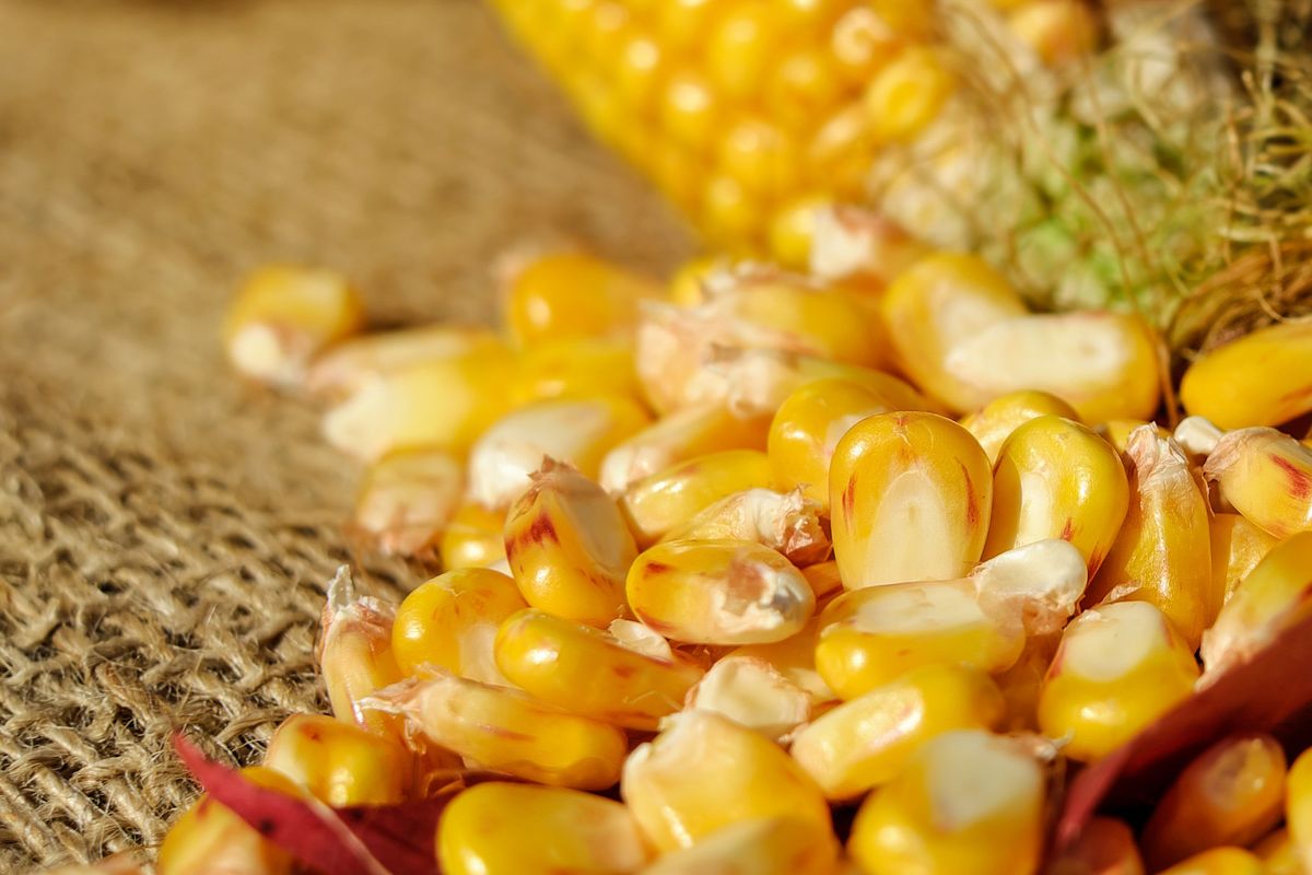 Ilustrasi benih jagung