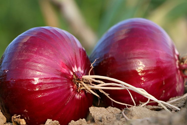 Un ejemplo de cebollas plantadas en macetas. 