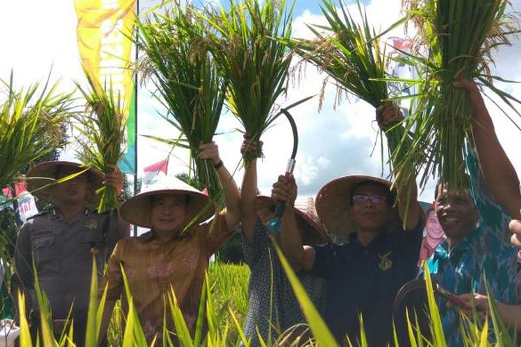 Panen raya yang dilakukan secara simbolis oleh masyarakat bersama Wakil Ketua Komisi IV DPR RI, Daniel Johan (batik cokelat) di Desa Sepinggan, Kecamatan Semparuk, Kabupaten Sambas (4/2/2017)