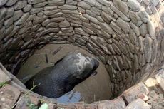 Seekor Anak Gajah Diselamatkan dari Lubang Sumur Sedalam 9 Meter di India