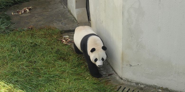 Hu Chun, panda betina yang dipinjamkan ke Indonesia, di kandang karantina Wolong Panda Base, China, Selasa (26/9/2017).