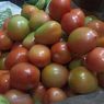 Petani Panen Raya, Harga Tomat di Semarang Turun hingga Rp 8.000 Per Kg