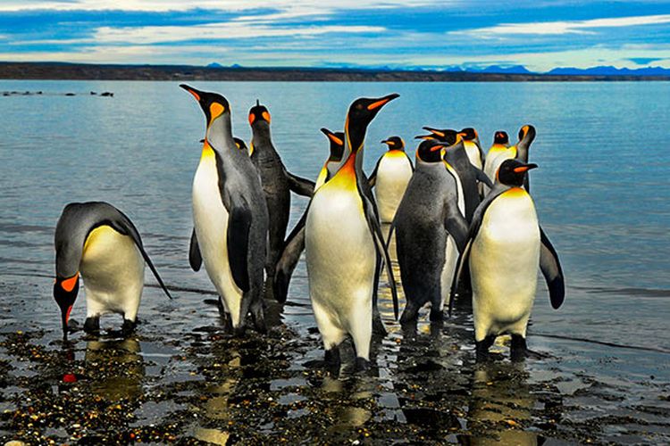 Pinguin di Pulau Tierra del Fuego, Amerika Selatan.