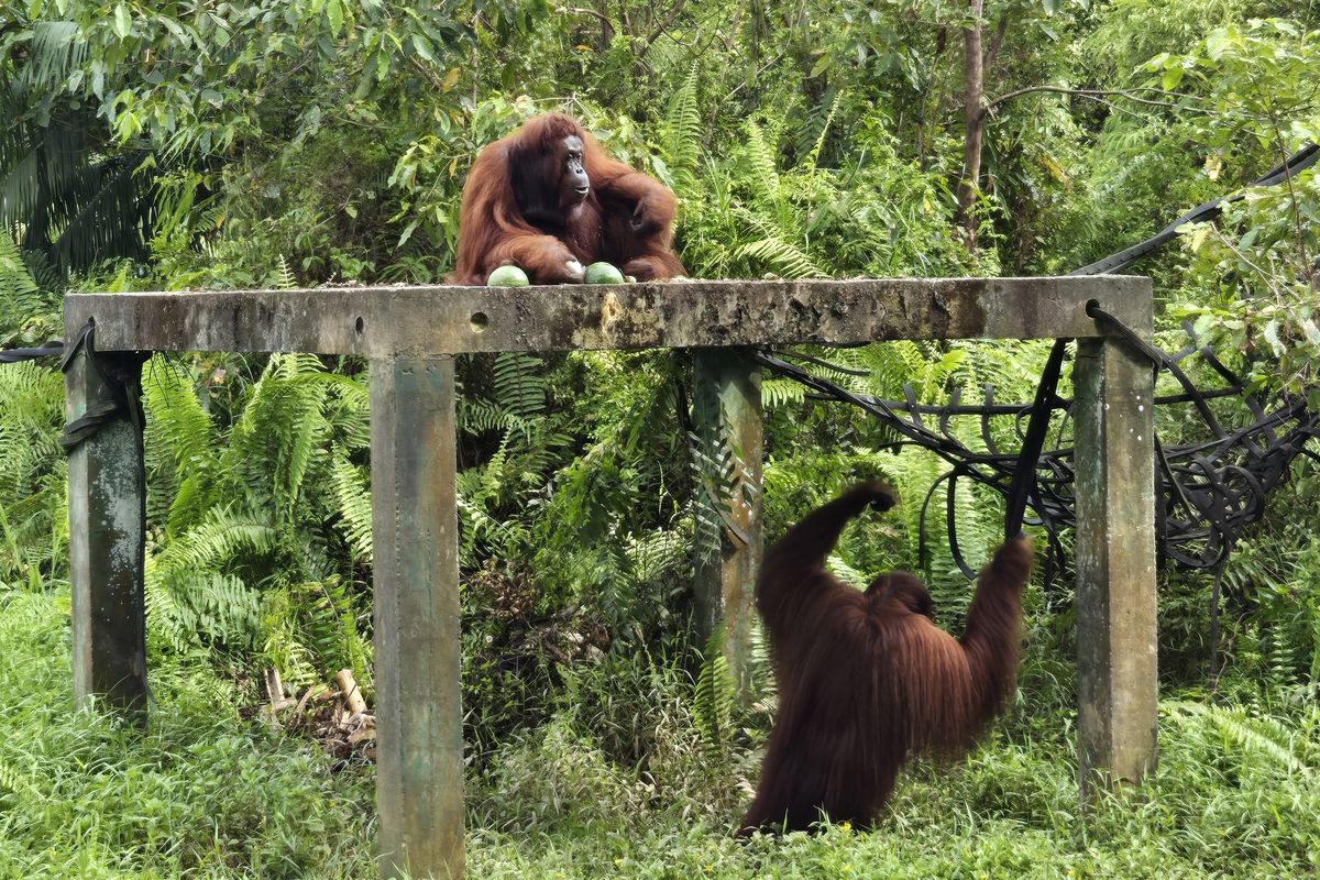 Dua individu orangutan bernama Isti dan Fanny tengah direhabilitasi di Kawasan Lindung IKN Samboja Lestari