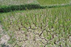 Kemarau Panjang di NTT, Ratusan Hektar Sawah Jaring Laba-laba Terancam Gagal Panen