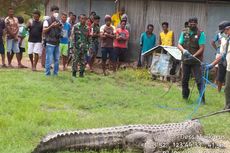 Heboh, Buaya Sepanjang 3,6 Meter Berkeliaran di Jalan Raya di Kupang, Ini yang Dilakukan Warga