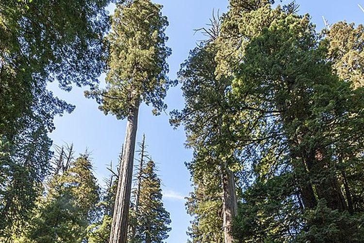 Ilustrasi Sequoia sempervirens, spesies pohon tertinggi di dunia.