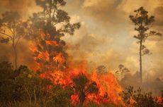Asap dari Kebakaran Hutan Merusak Lapisan Ozon