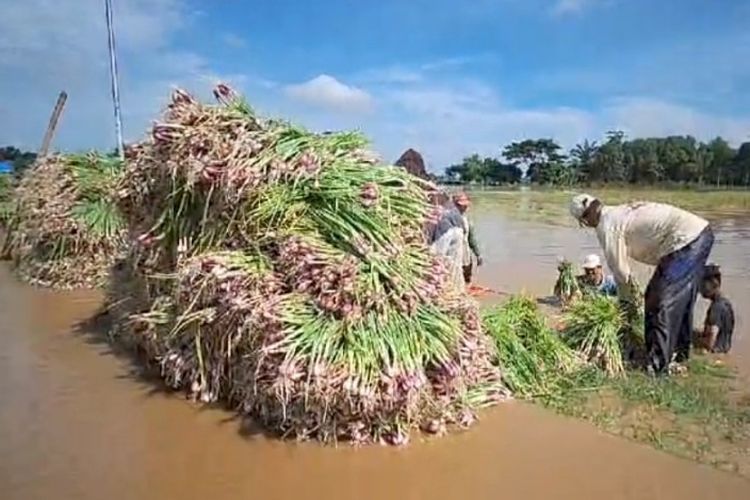Petani terpaksa panen dini bawang merah setelah sawah terendam banjir akibat hujan deras yang mengguyur wilayah Brebes, Jawa Tengah sejak Minggu (25/2/2024) malam hingga Senin (26/2/2024) dini hari. 