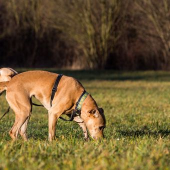 Ilustrasi anjing memakan rumput