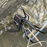Seperti Apa Rasanya Gigitan Laba-laba Black Widow?