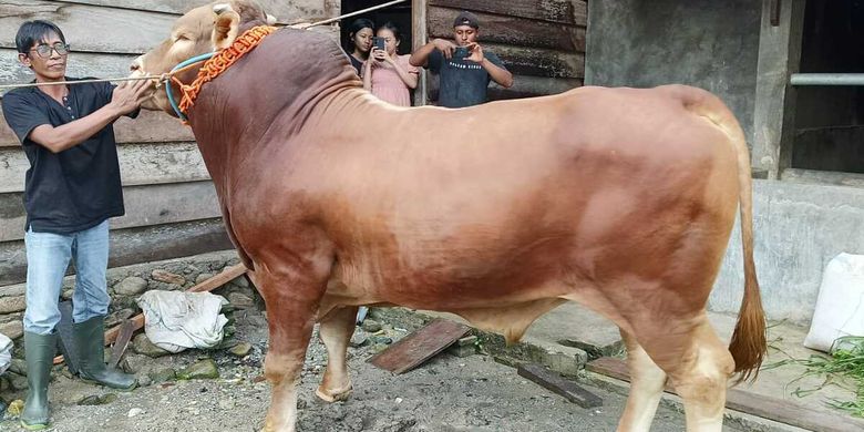 sapi Arjuna, bantuan Presiden Joko Widodo untuk masyarakat Sulawesi Tengah