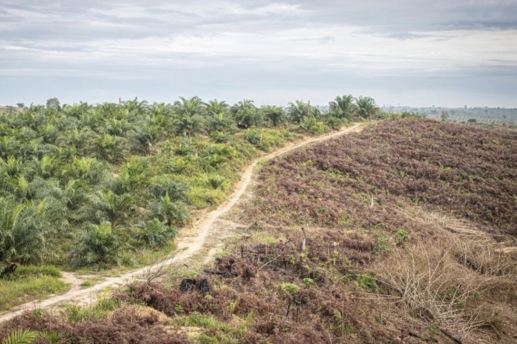 Ada beberapa perusahaan sawit terbesar di Indonesia. Indonesia Jadi Negada Penghasil Kelapa Sawit Terbesar di Dunia, Episentrum Produksi di Pulau Sumatera
