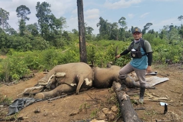 Induk dan Anak Gajah Ditemukan Mati di Konsesi Perkebunan Swasta Bengkulu