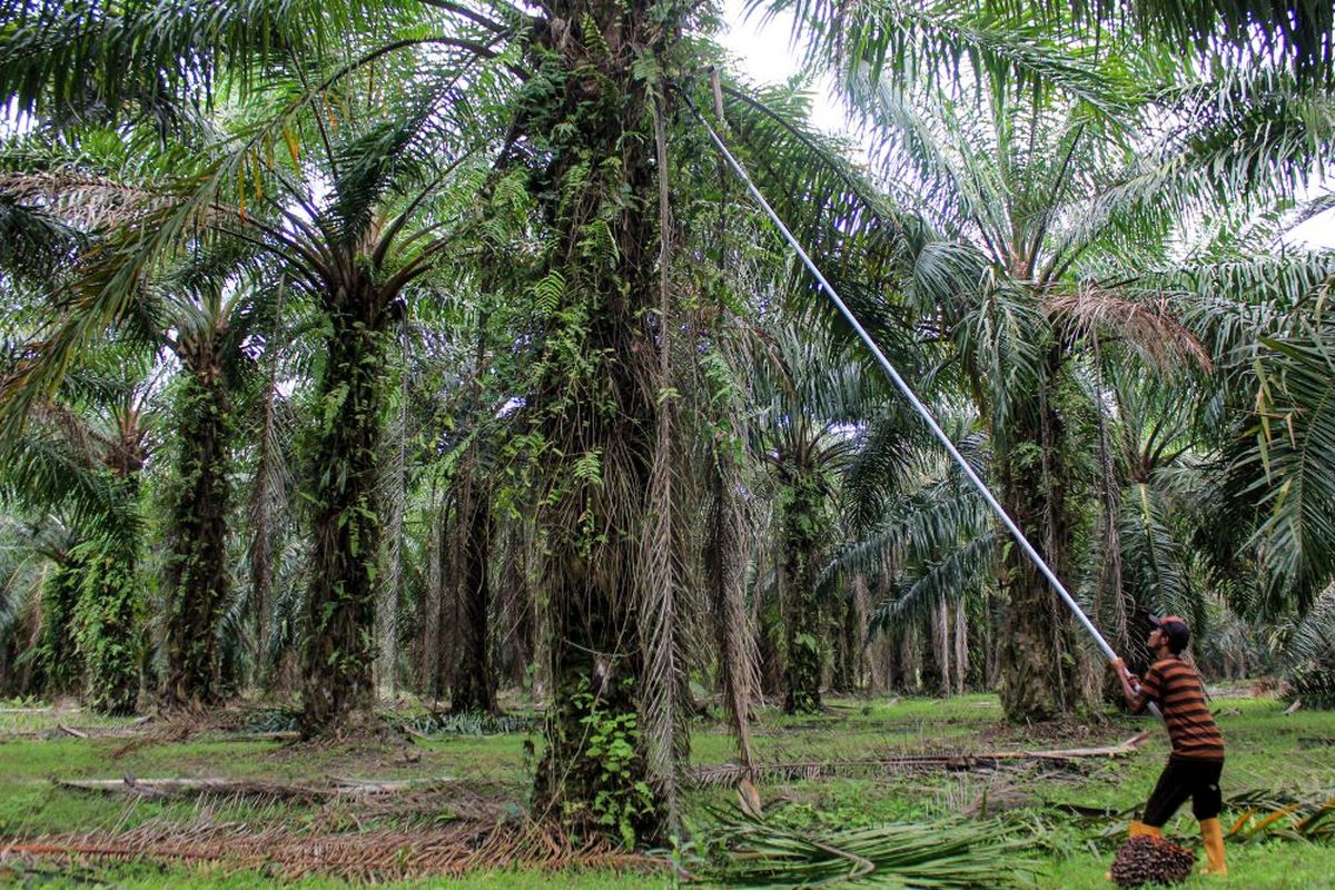 Pekerja memanen tandan buah kelapa sawit di kawasan PT Perkebunan Nusantara II, Kabupaten Deli Serdang, Sumatera Utara, Sabtu (17/2/2024). Kementerian Kordinator Bidang Perekonomian menargetkan peremajaan kelapa sawit tahun 2024 seluas 540 hektare atau dua kali lipat dibandingkan tahun 2022. ANTARA FOTO/Yudi/Spt.