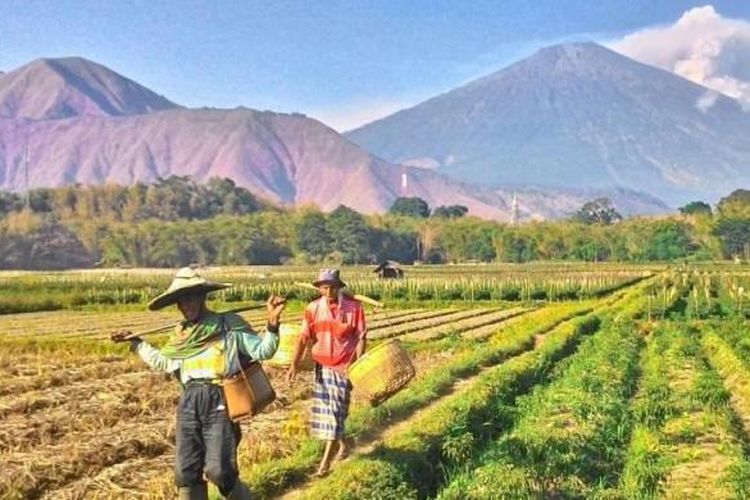 Foto dari kamera smartphone menunjukkan pemandangan persawahan di kaki Pergasingan, di Desa Sembalun Lawang, Lombok Timur. Aktivitas Gunung Barujari di Kaldera Gunung Rinjani, tidak banyak mempengaruhi kehidupan warga Desa Sembalun Lawang yang letaknya di sebelah timur gunung, karena abu vulkanik terlihat mengarah ke barat.