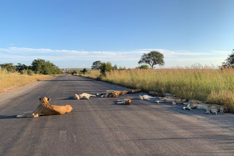 Sekumpulan singa terlihat bersantai dengan rebahan di jalan Taman Nasional Kruger, di saat tidak ada pengunjung yang melintas karena Afrika Selatan sedang lockdown.