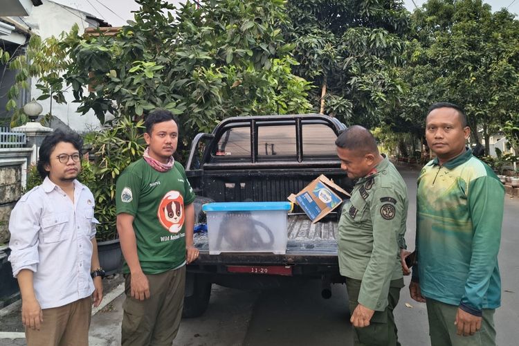 Monyet Diduga Sengaja Dilepas Warga Gigit Dua Anak di Cilegon