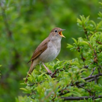 Ilustrasi burung common nightingale atau bulbul tengah berkicau di dedaunan. 