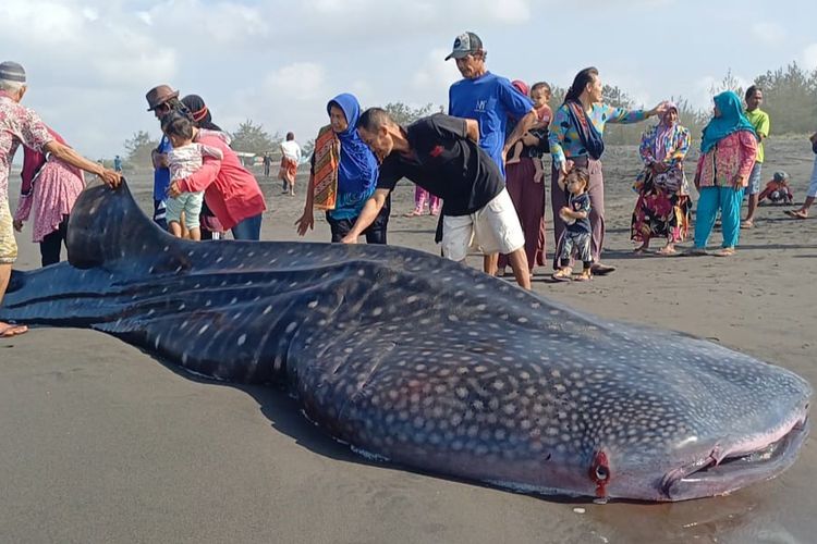 Seekor ikan hiu tutul atau yang juga disebut sebagai hiu paus, sepanjang 7 meter mati terdampar di pantai selatan Purworejo.   Ikan hiu itu ditemukan warga terdampar di tepi pantai Desa Pagak, Kecamatan Ngombol, Purworejo, Jawa Tengah, pada Kamis (7/9/2023) malam. 
