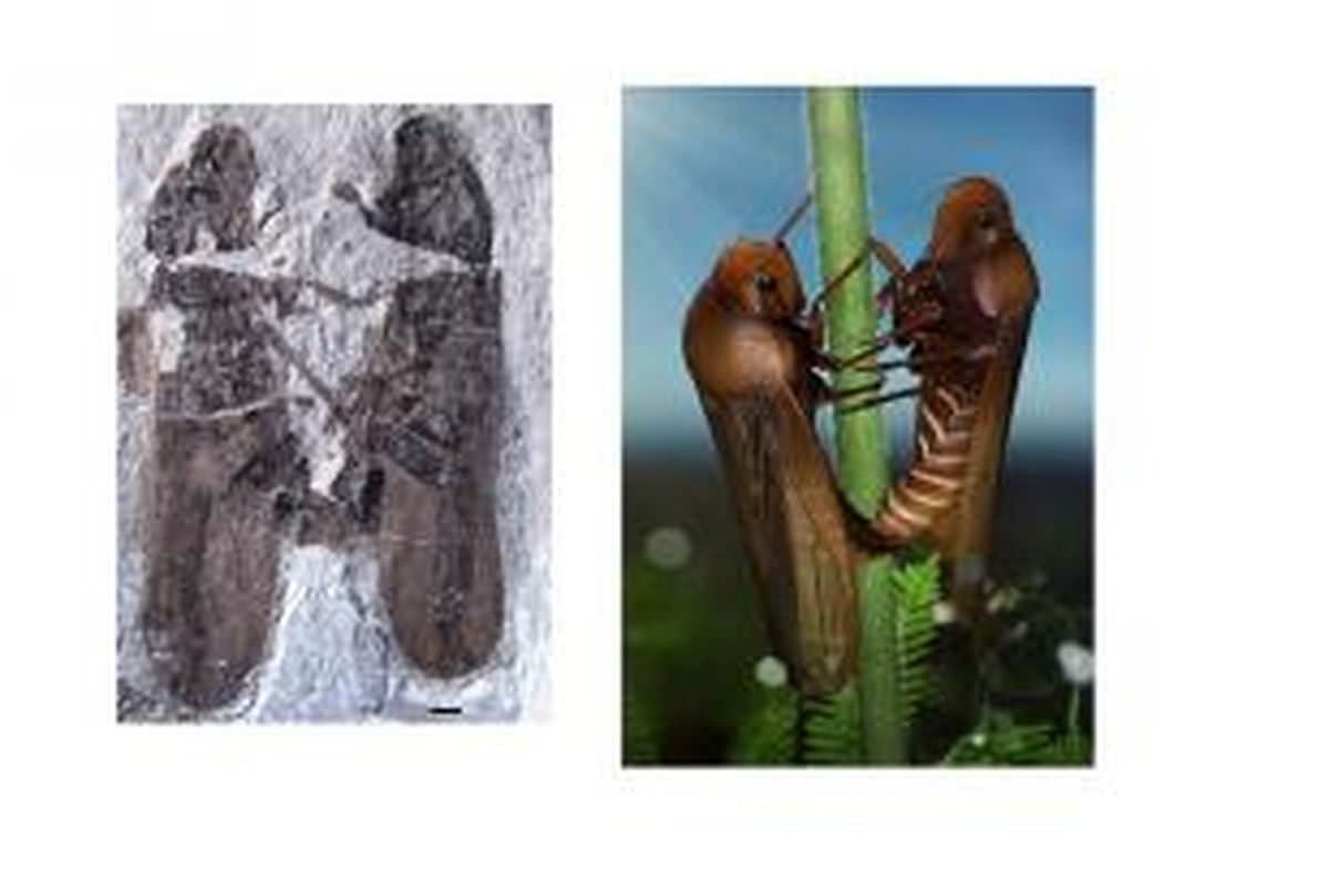 Fosil serangga bercinta ditemukan di China beserta ilustrasi posisi bercintanya. 