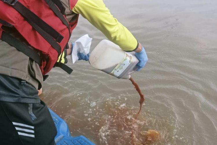 1.500 liter ecoenzym dituang ke Sungai Cisadane untuk uraikan pestisida. Ahli jelaskan efektivitasnya.