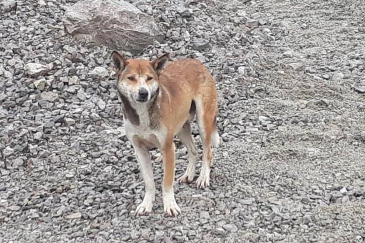 Nada lolongan anjing ini naik turun dan terdengar berirama.