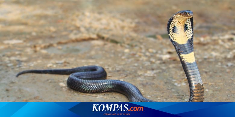 Serupa tapi Tak Sama, Ini Bedanya King Cobra Vs Cobra - TrendRadars