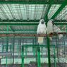 8 Ekor Burung Kakatua Hasil Selundupan Dikembalikan ke BKSDA Maluku
