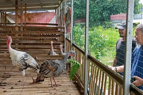 Kisah Johan, Sukses Beternak Kalkun hingga Buka Usaha Kuliner, Berawal dari Tak Bisa Makan Daging