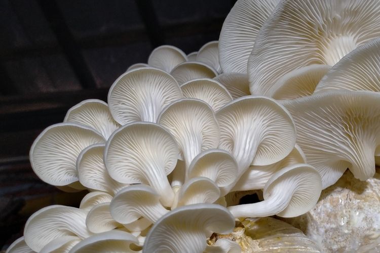 Ilustrasi baglog jamur tiram.