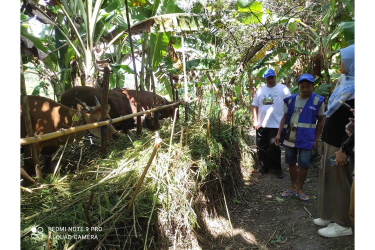 Kunjungan Human Initiative ke peternakan sapi milik Andreas