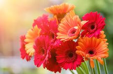 10 Cara Merawat Bunga Aster Gerbera Terus Mekar