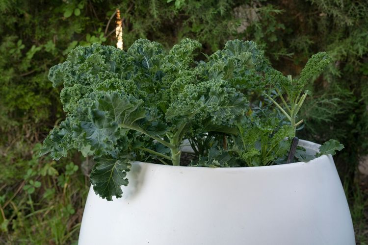 Ilustrasi sayuran kale, menanam kale di pot. 