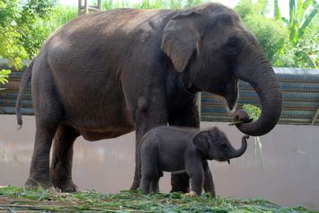 Lanang, Bayi Gajah Sumatera Pertama Lahir di Bali Zoo