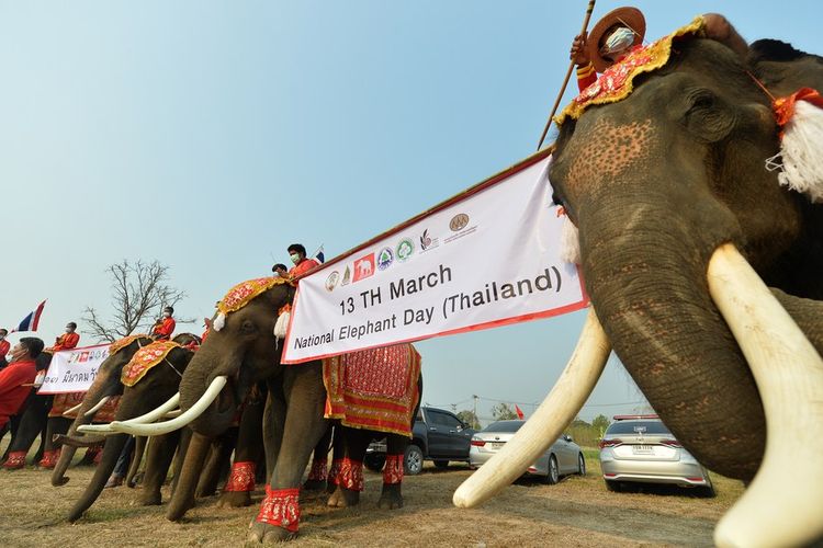 Ilustrasi Hari Gajah Nasional. Warga memberi makan gajah di Hari Gajah Nasional di Ayutthaya, Thailand.