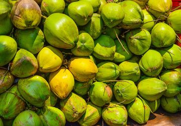 Dari Kebun ke Pasar Dunia: Kelapa Indonesia di Tengah Gelombang Harga