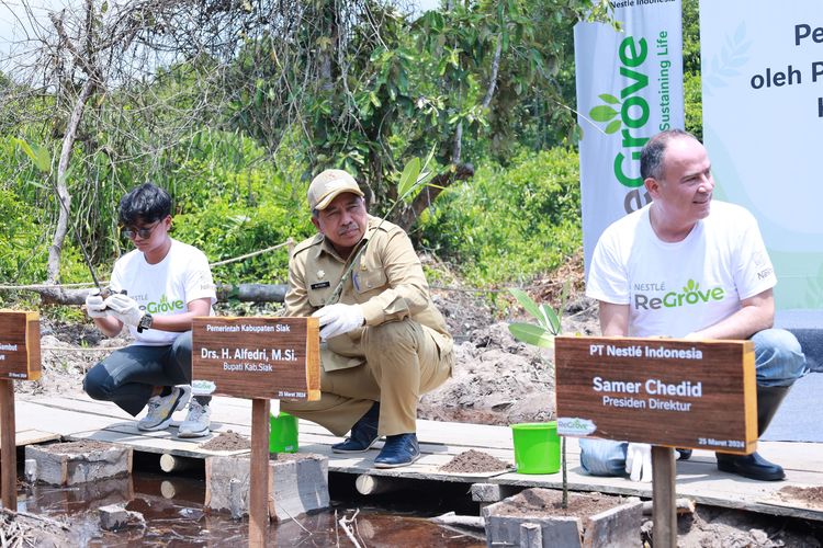 Presiden Direktur PT Nestle Indonesia Samer Chedid dan Bupati Siak Alfedri menanam pohon mangrove bersama di Kampung Rawa Mekar Jaya, Kecamatan Sungai Apit, Senin (25/3/2024).