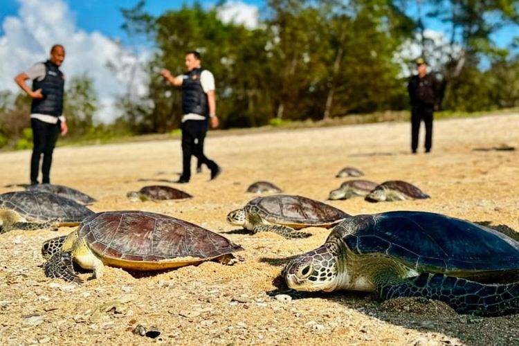 Berhasil Digagalkan dari Perdagangan Ilegal, Puluhan Penyu Hiijau Dilepasliarkan