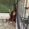 Pelihara 7 Satwa Dilindungi Termasuk Orangutan, Bupati Nonaktif Langkat Terancam 5 Tahun Penjara 
