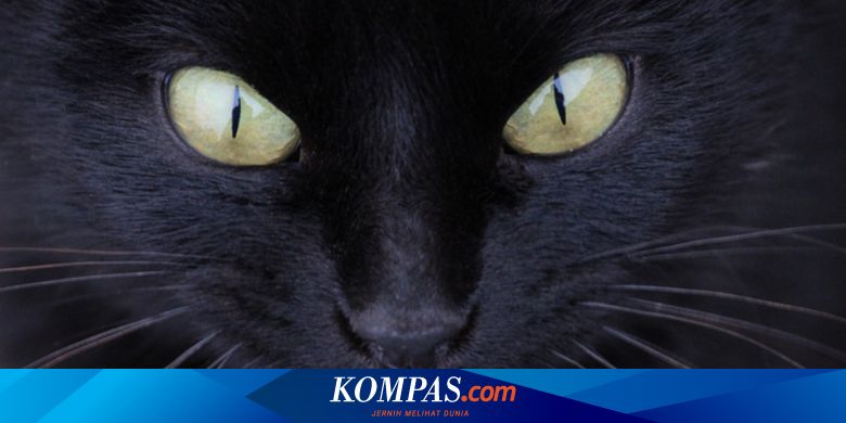 Mata Kucing Tampak Aneh Dan Seram Begini Penjelasan Sains Halaman All Kompas Com