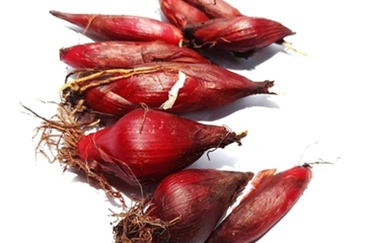 Ilustrasi bawang dayak