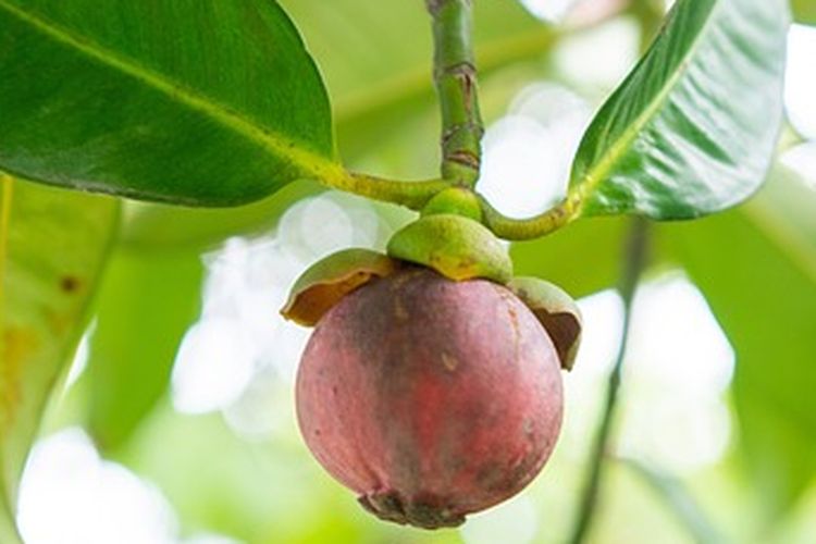 Ilustrasi tanaman manggis, buah manggis