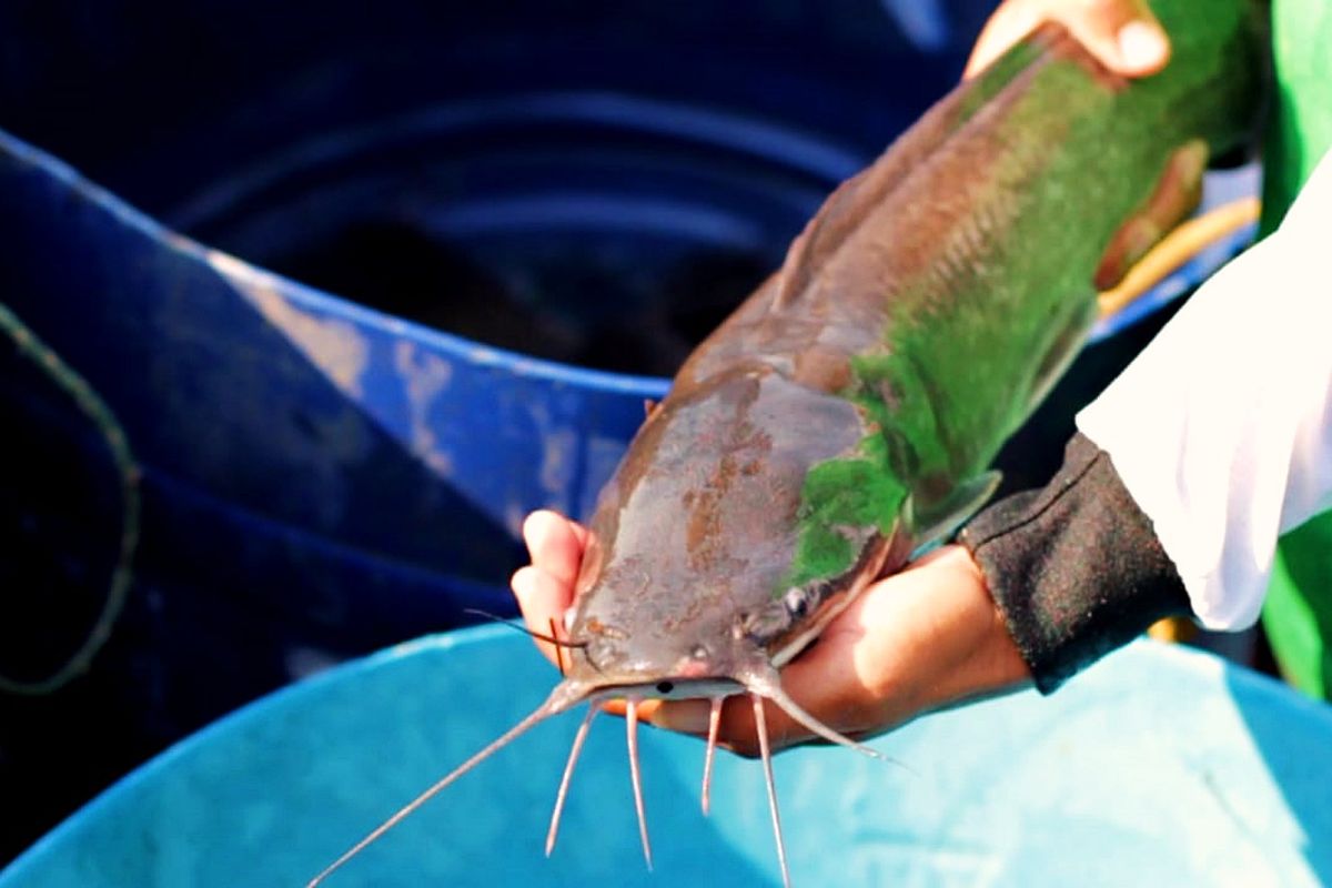 Potret Ikan Lele Bermutu Tiada Tara atau Lele Mutiara