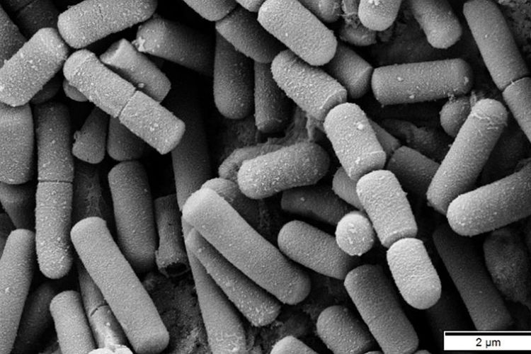 Ilustrasi bakteri Bacillus cereus,