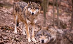 Adaptasi Hewan, Serigala di Chernobyl Punya Kemampuan Anti-kanker