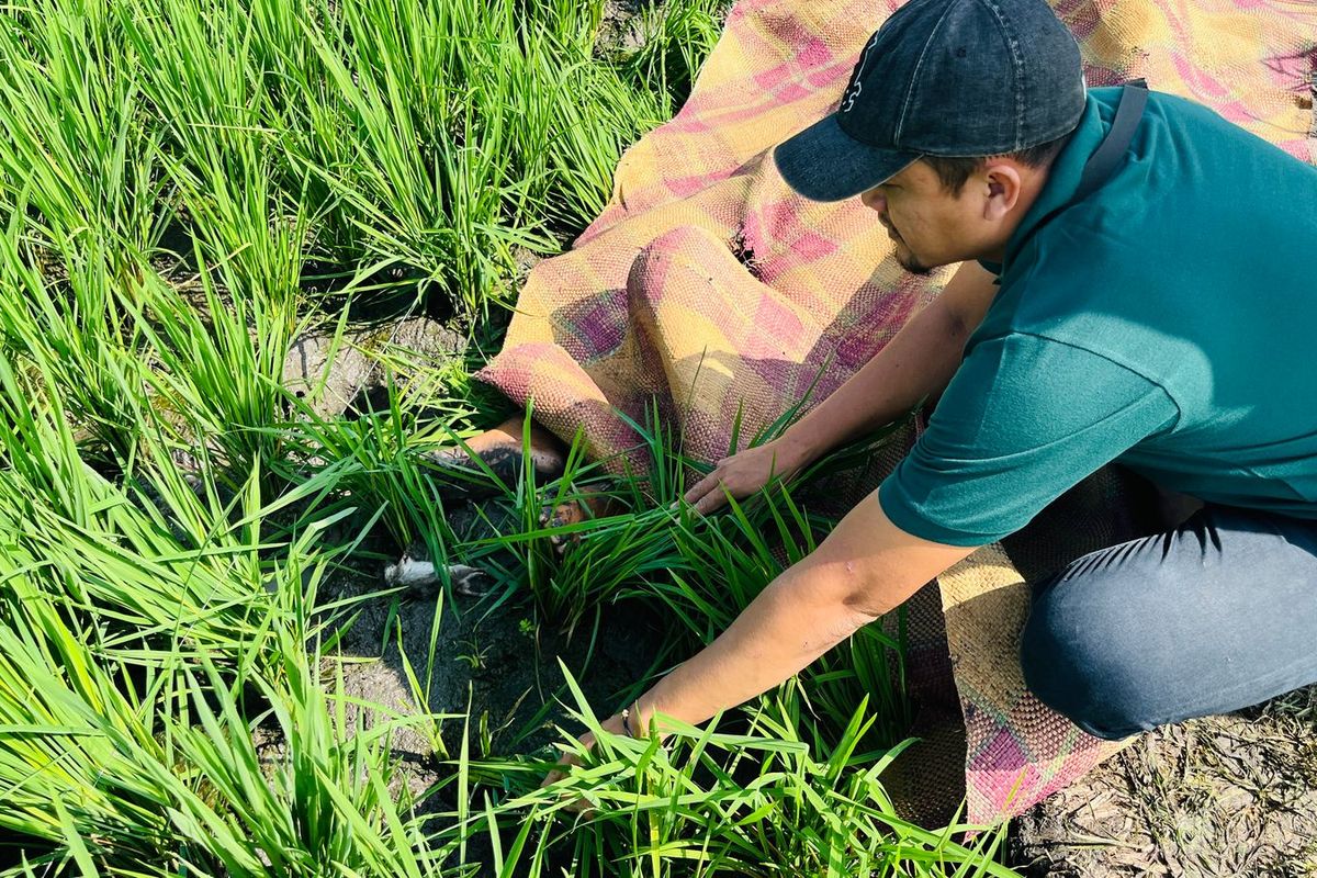Petugas mengecek lokasi kejadian jasad Kusnanto (52), warga Desa Beran, Kecamatan Ngawi, Kabupaten Ngawi, Jawa Timur yang ditemukan tewas akibat tersengat jebakan tikus beraliran listrik yang dipasang sendiri di sawahnya, Kamis (13/3/2025).